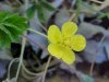 Canadian Dwarf Cinquefoil (Potentilla canadensis)