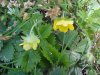 Canadian Dwarf Cinquefoil (Potentilla canadensis)