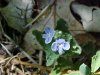 Germander Speedwell; Bird's-eye Speedwell (Veronica chamaedrys)