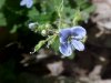 Germander Speedwell; Bird's-eye Speedwell (Veronica chamaedrys)