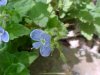 Germander Speedwell; Bird's-eye Speedwell (Veronica chamaedrys)