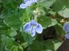 Germander Speedwell; Bird's-eye Speedwell (Veronica chamaedrys)