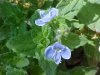 Germander Speedwell; Bird's-eye  Speedwell (Veronica chamaedrys)