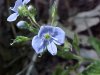 Germander Speedwell; Bird's-eye  Speedwell (Veronica chamaedrys)