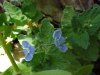 Germander Speedwell; Bird's-eye  Speedwell (Veronica chamaedrys)