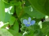 Germander Speedwell; Bird's-eye Speedwell (Veronica chamaedrys)