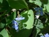 Germander Speedwell; Bird's-eye Speedwell (Veronica chamaedrys)