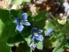 Germander Speedwell; Bird's-eye Speedwell (Veronica chamaedrys)