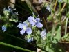 Germander Speedwell; Bird's-eye Speedwell (Veronica chamaedrys)