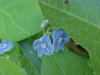 Germander Speedwell; Bird's-eye  Speedwell (Veronica chamaedrys)