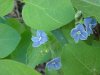 Germander Speedwell; Bird's-eye  Speedwell (Veronica chamaedrys)