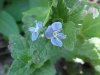 Germander Speedwell; Bird's-eye Speedwell (Veronica chamaedrys)