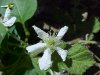 Allegheny Blackberry (Rubus allegheniensis porter agg)