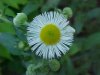 Philadelphia Fleabane (Erigeron philadelphicus)
