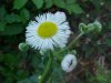 Philadelphia Fleabane (Erigeron philadelphicus)