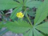 Common Cinquefoil (Potentilla simplex)