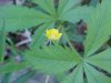 Common Cinquefoil (Potentilla simplex)