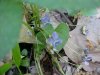 Common Blue Violet (Viola sororia)