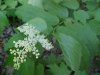 Wildflowers of LDEO, Columbia Univ., Palisades, N.Y., USA