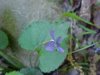 Common Blue Violet (Viola sororia)