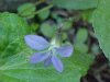 Common Blue Violet (Viola sororia)