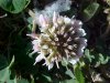 White Clover; Dutch Clover (Trifolium repens)