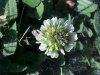White Clover; Dutch Clover (Trifolium repens)