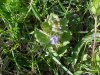 Ground Ivy; Gill-over-the-ground;  Creeping Charlie (Glechoma  hederacea)