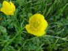 Common Buttercup (Ranunculus acris)