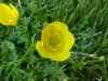 Common Buttercup (Ranunculus acris)