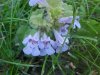 Ground Ivy; Gill-over-the-ground;  Creeping Charlie (Glechoma  hederacea)