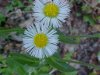 Philadelphia Fleabane (Erigeron philadelphicus)