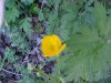Common Buttercup (Ranunculus acris)