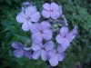Dame's Rocket; Dame's Violet; Mother-of-the-Evening (Hesperis matronalis)