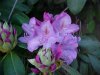 Mountain Rosebay; Catawba Rhododendron (Rhodododendron catawbiense)