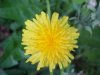 Common Dandelion (Taraxacum officinale)
