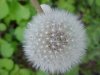 Dandelion seedhead (Taraxacum officinale)