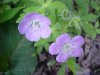 Wild Geranium; Crane's Bill (Geranium maculatum)