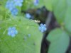 True Forget-me-not (Myosotis scorpioides)
