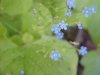 True Forget-me-not (Myosotis scorpioides)