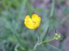 Common Buttercup (Ranunculus acris)