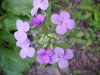Wildflowers of LDEO, Columbia Univ., Palisades, N.Y., USA
