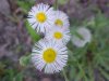 Philadelphia Fleabane (Erigeron philadelphicus)