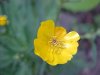 Common Buttercup (Ranunculus acris)