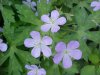 Possible Stork's Bill; Alfilaria; Filaree (Erodium cicutarium)