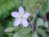 Possible Stork's Bill; Alfilaria; Filaree (Erodium cicutarium)