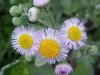 Philadelphia Fleabane (Erigeron philadelphicus)