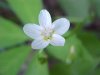 Spring Beauty (Claytonia virginica)