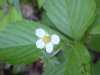 Common Strawberry (Fragaria virginiana)