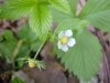 Common Strawberry (Fragaria virginiana)